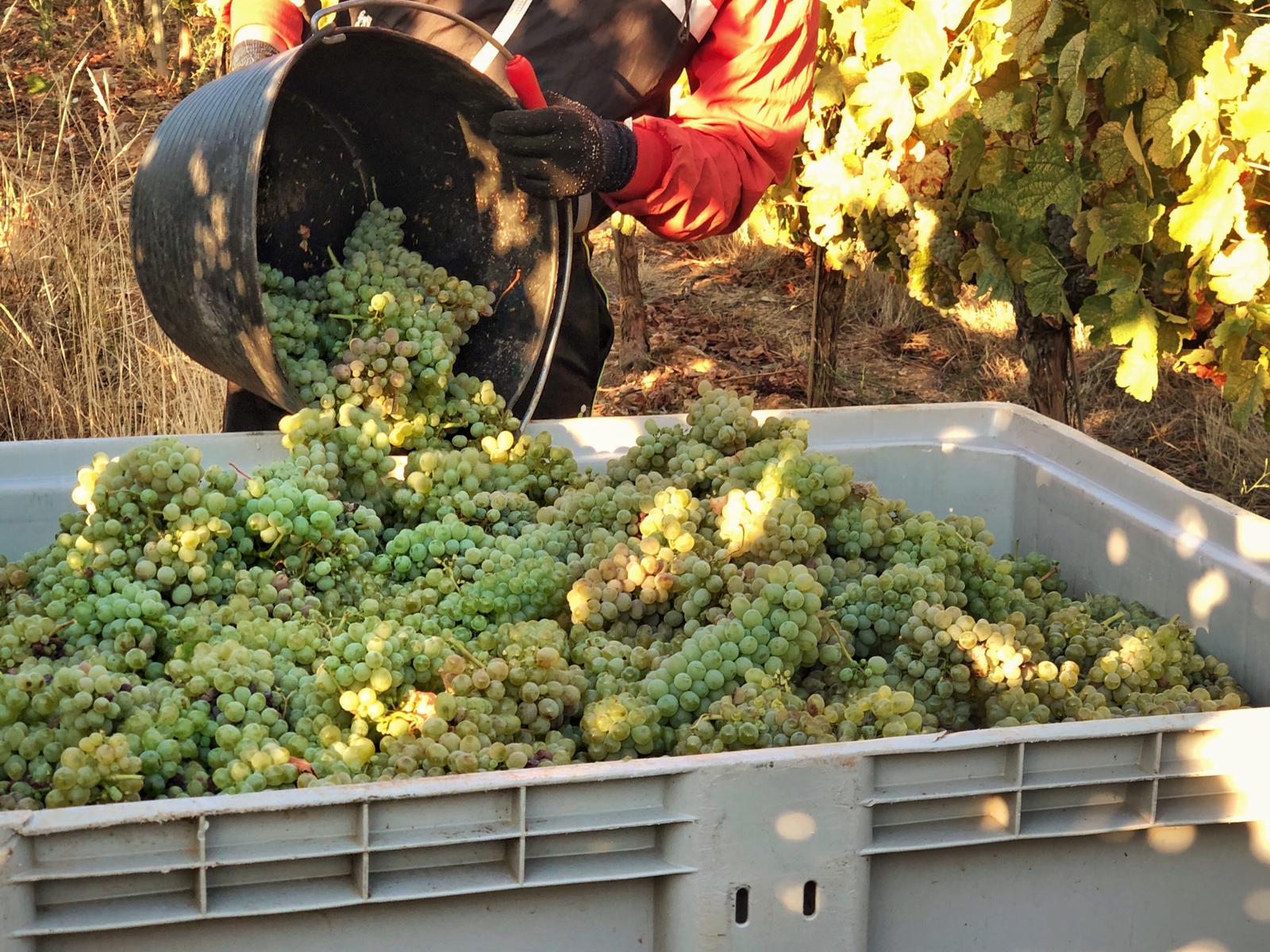 Vendimia Bodega del Abad