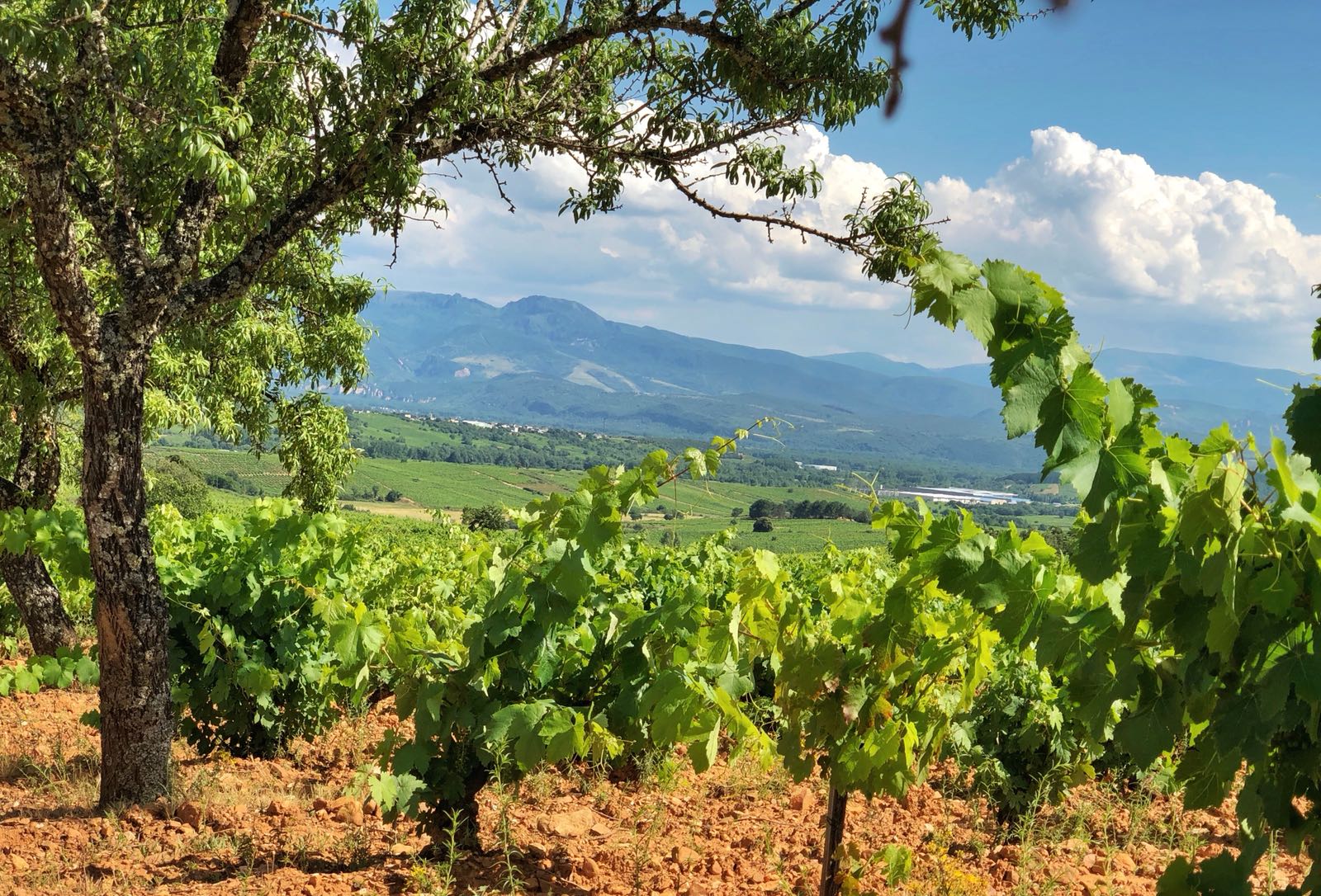 Viñedos en El Bierzo