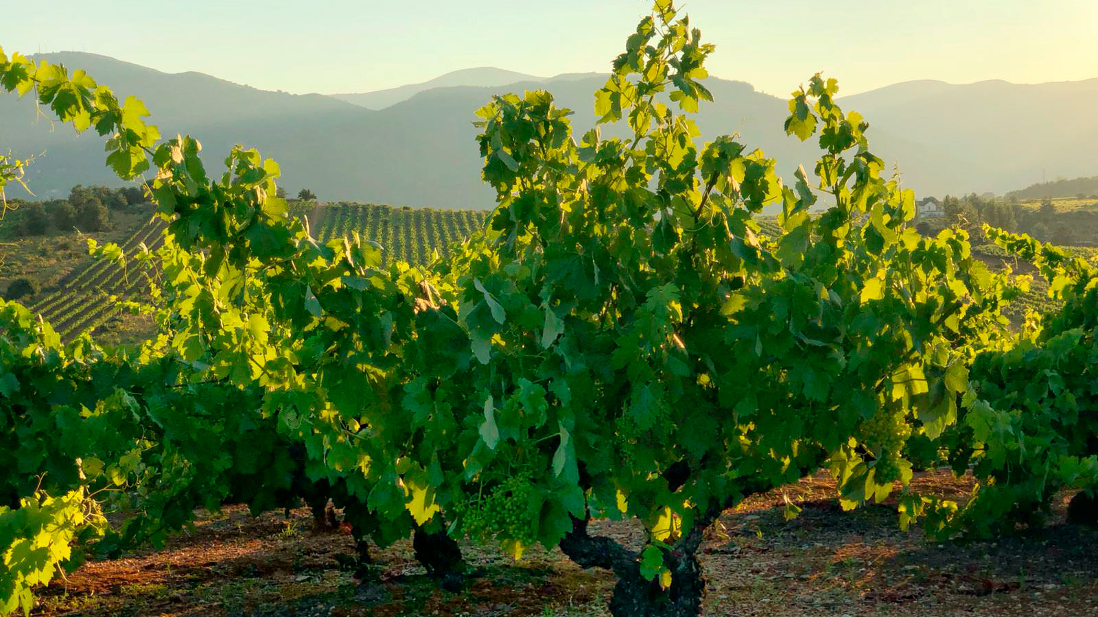 vinedo