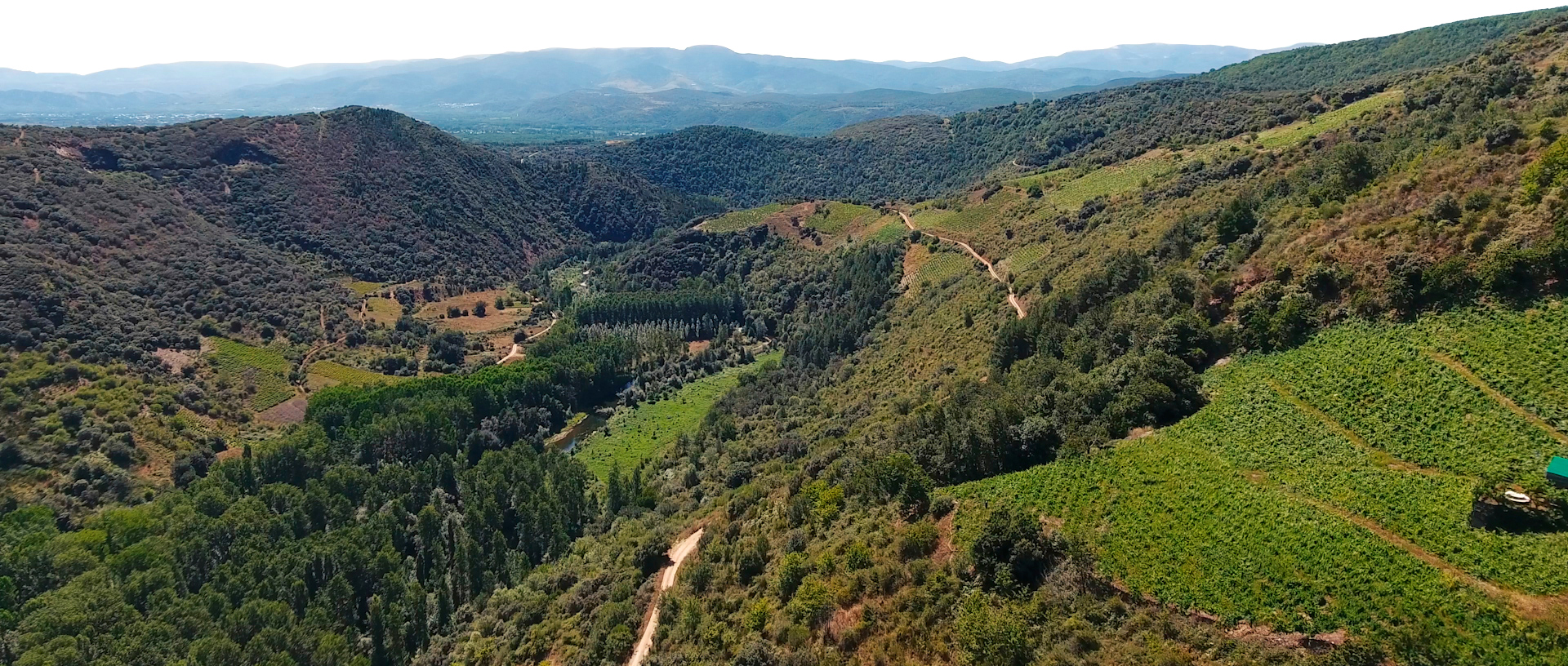 Viñedo Bodega del Abad