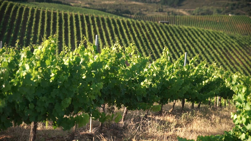 viñedo