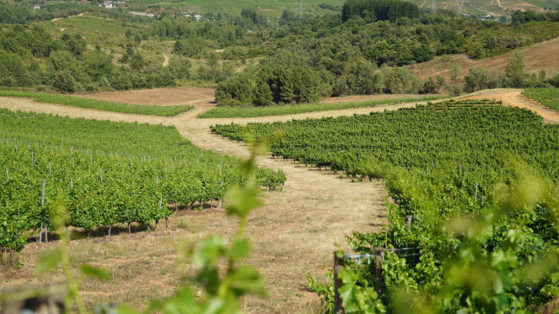 viñedo