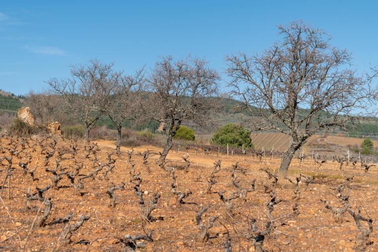 Vista de los viñedos de Bodega del Abad.