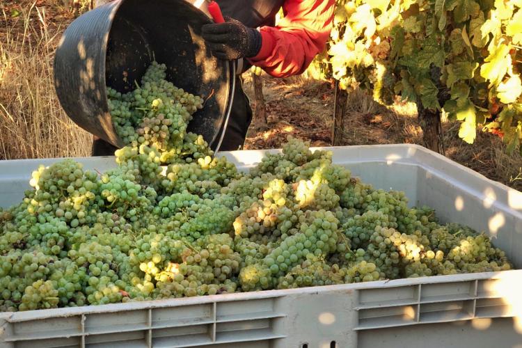 Vendimia Bodega del Abad