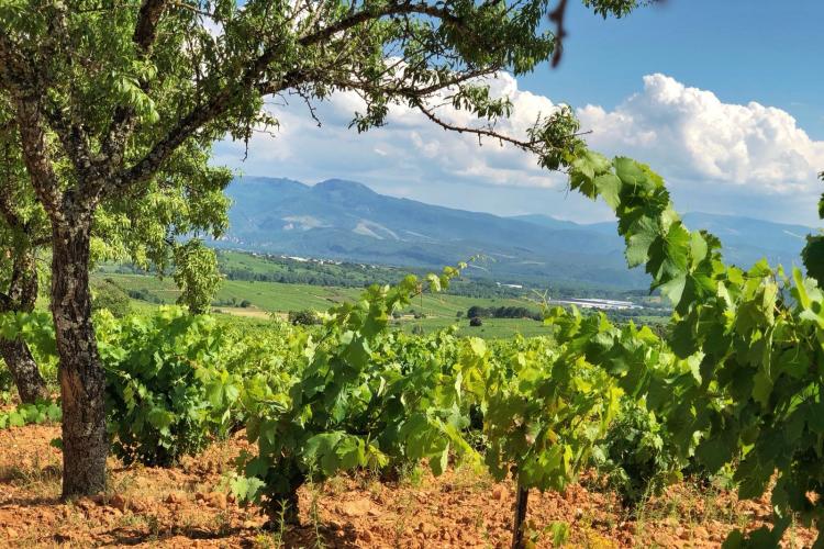 Viñedos en El Bierzo