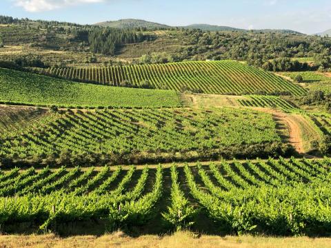 primavera_renacer_vinedos_bodega_del_abad