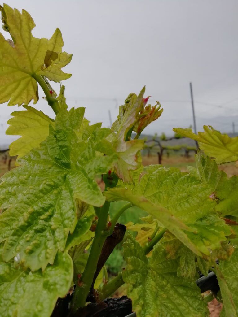 Primavera Bodega del Abad