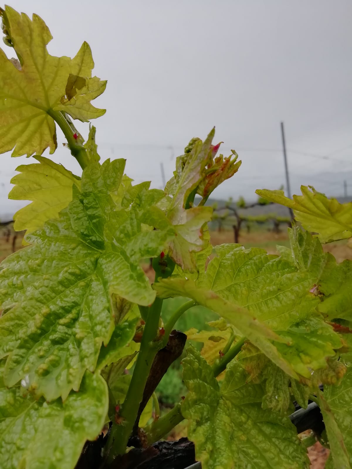 Primavera Bodega del Abad