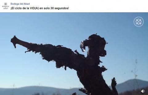 ciclo-vida-abad