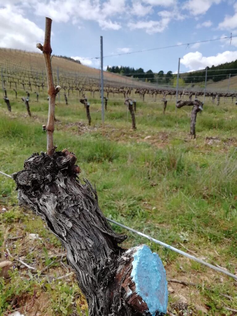 injerto godello