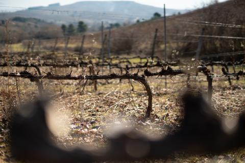 invierno-vinedo