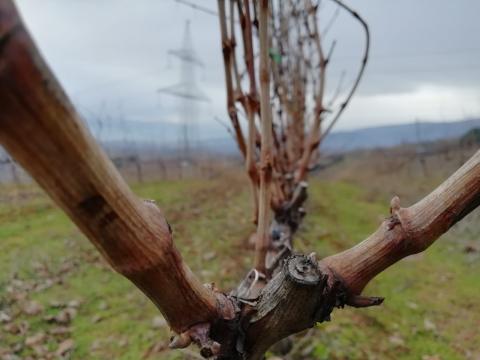 pruning