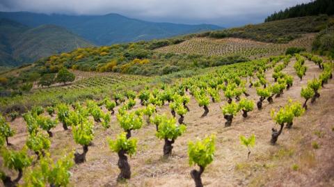 viñedos bierzo