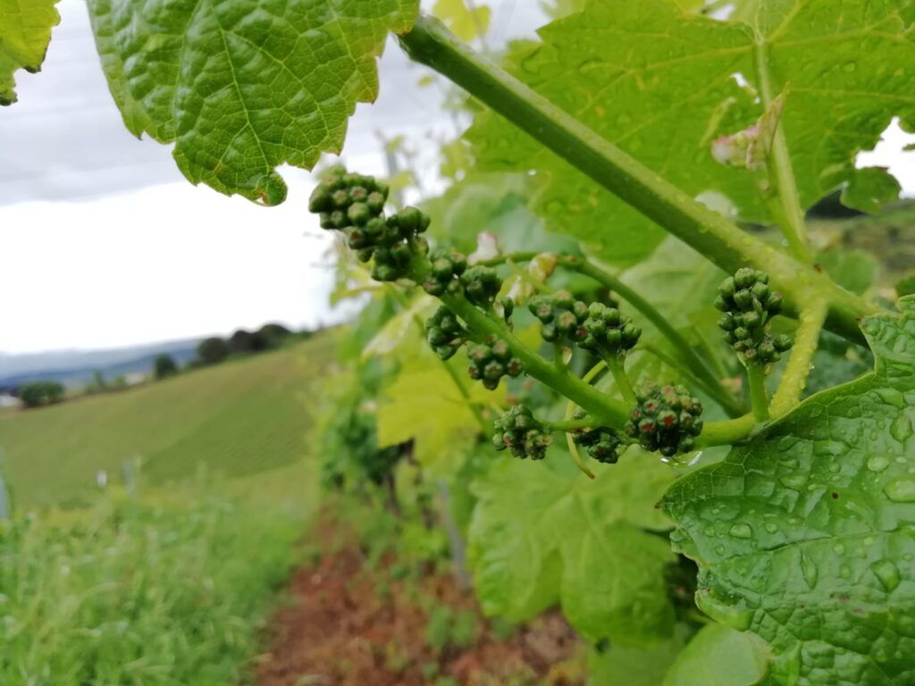 Primavera bodega del Abad (1)