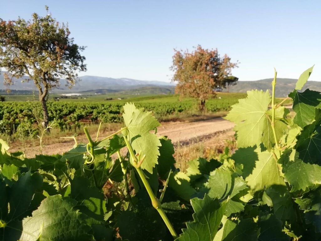trabajos vinedo Bodega del Abad