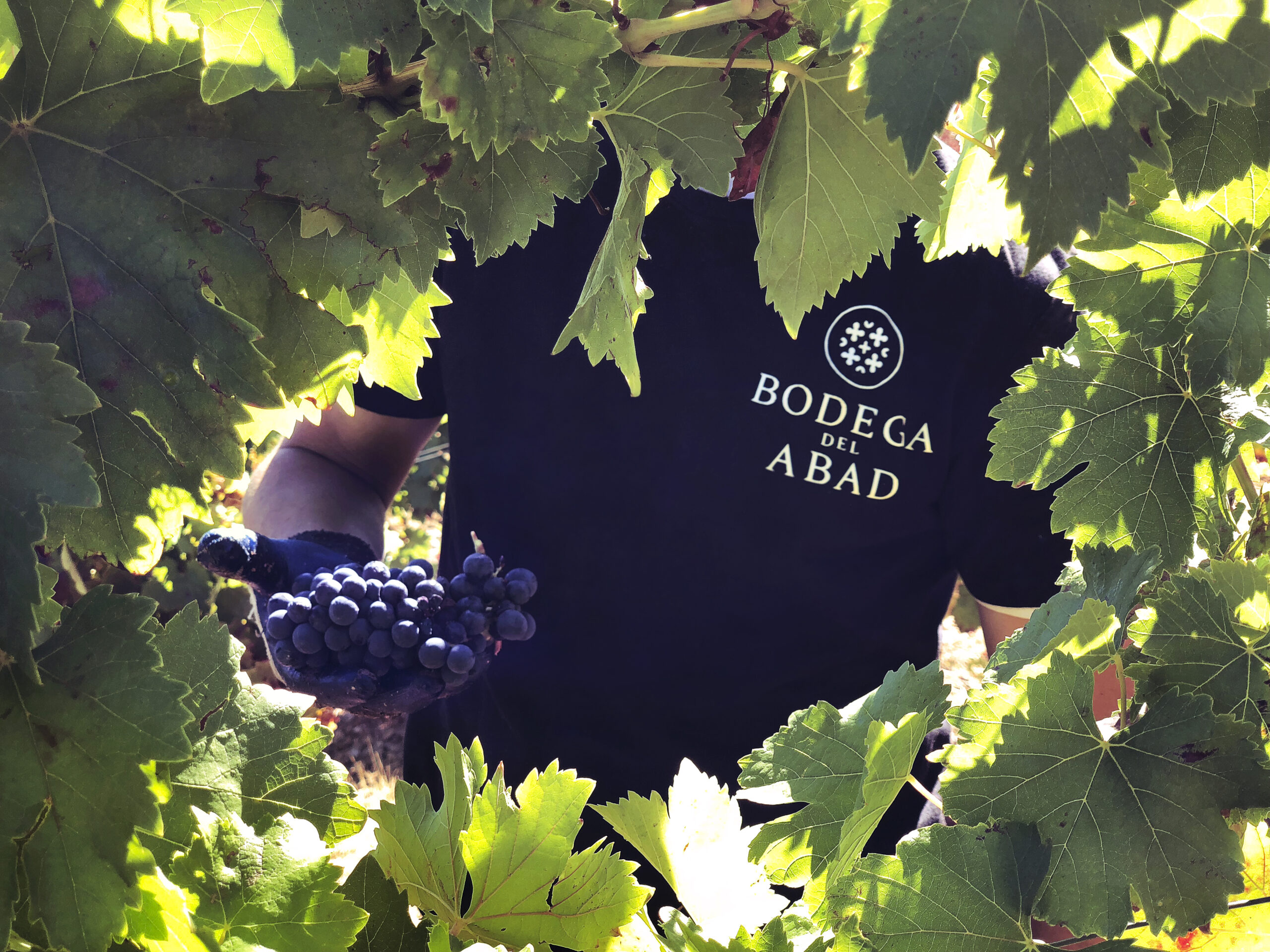 2020 Bodega del Abad