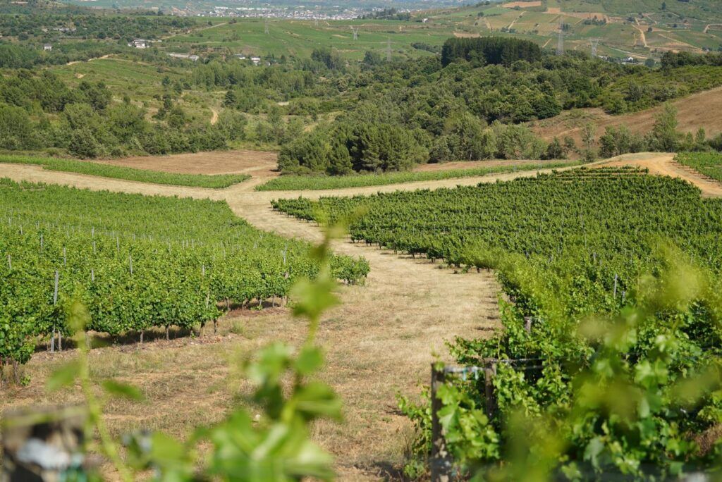 Bodega del Abad clima bierzo