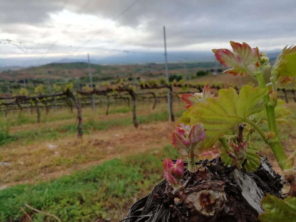 Floración