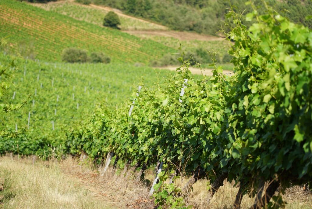Agosto Bodega del Abad