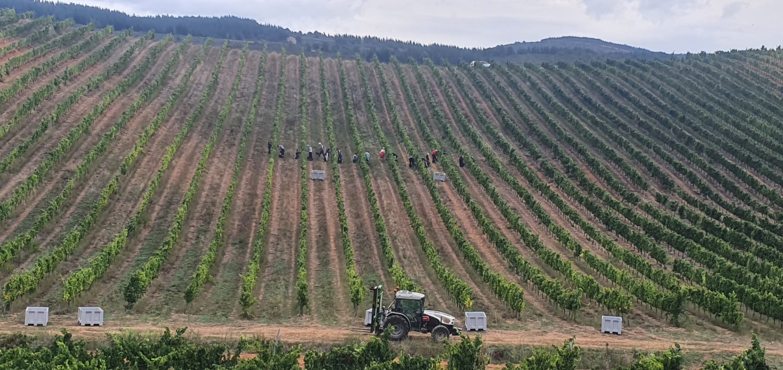 ciclo vid Bodega del Abad