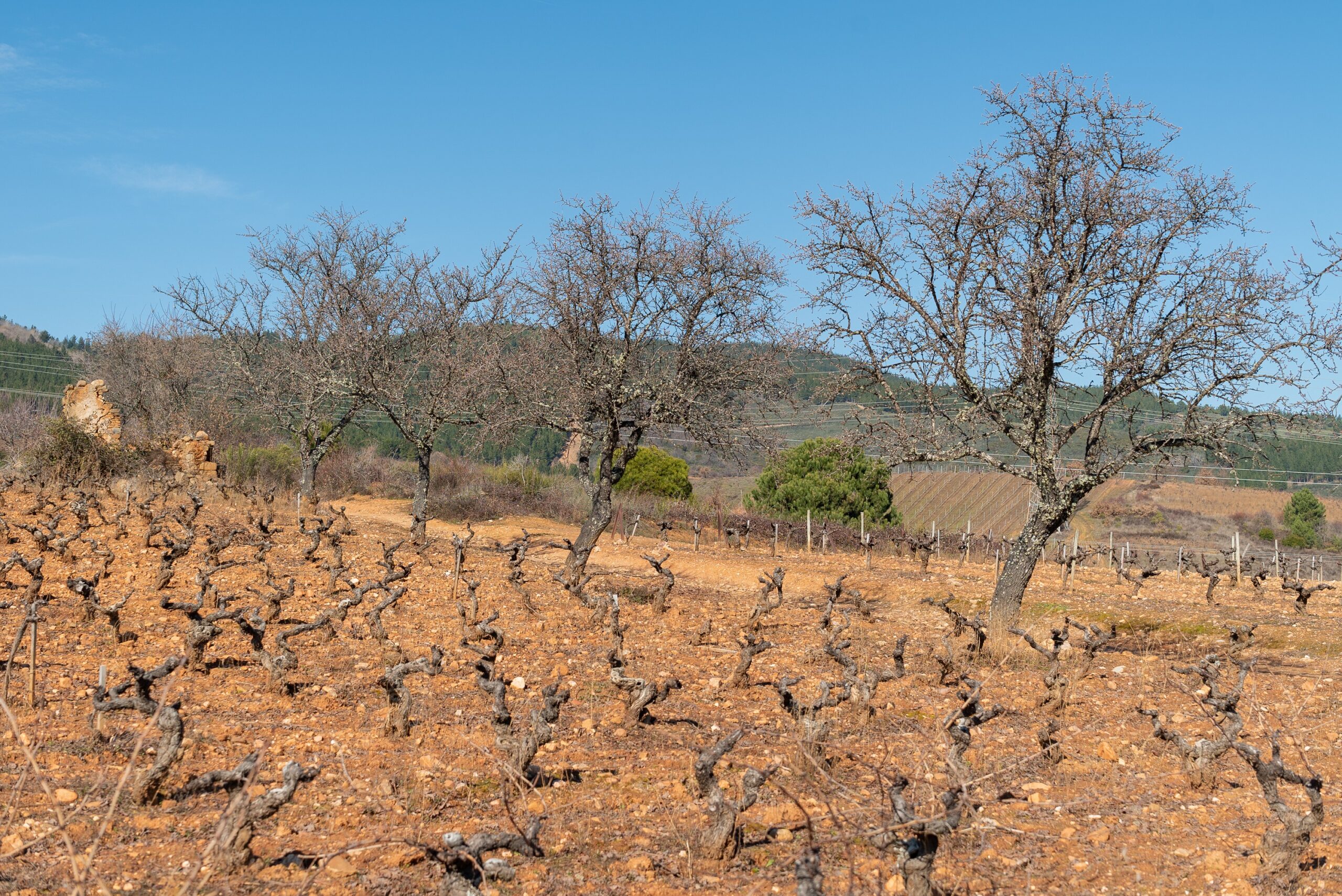 Invierno Bodega del Abad_0