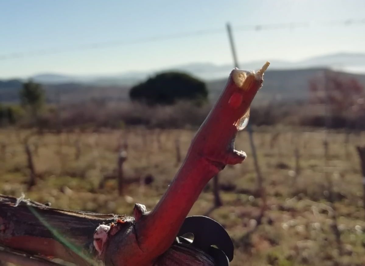 Lloro vid Bodega del Abad