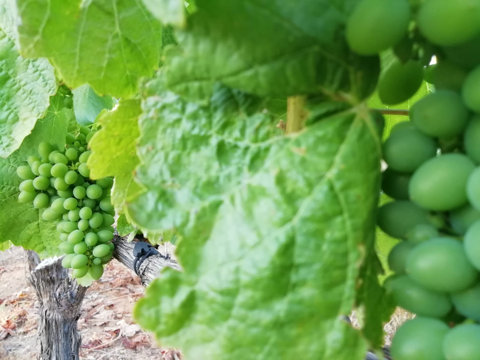 Verano viñedo Bodega del Abad