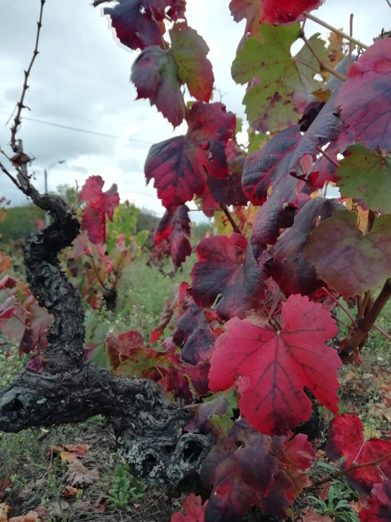 Otoño Bodega Del Abad
