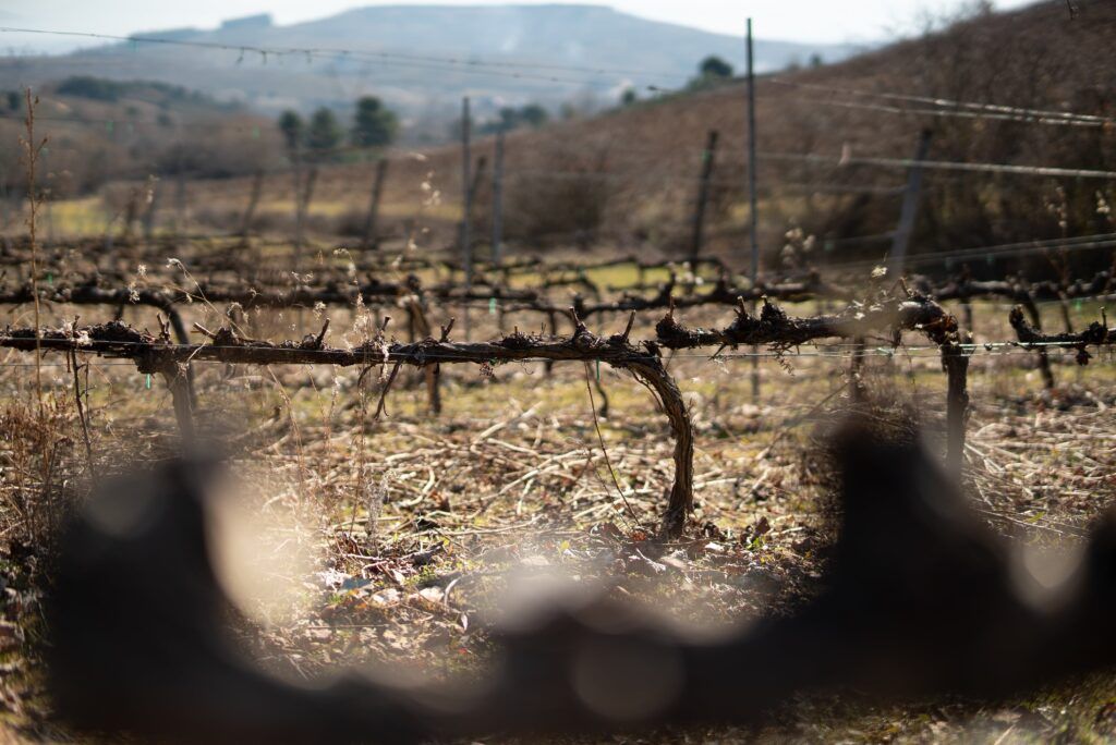 Invierno-vinedo-min