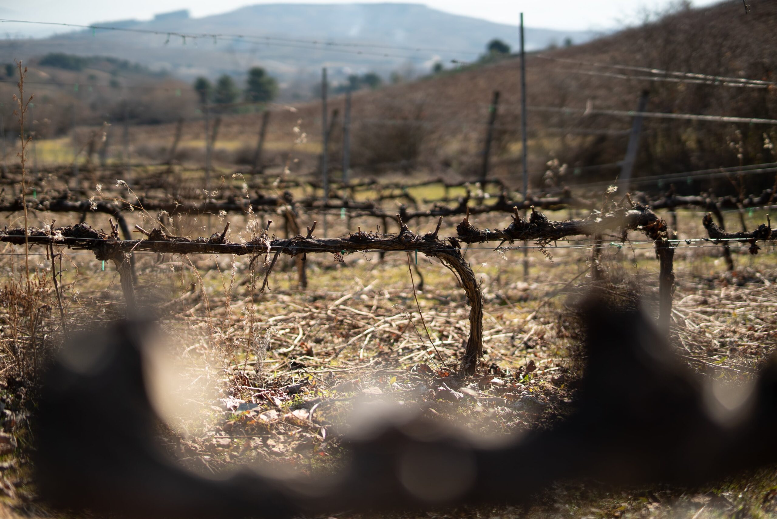 Invierno-vinedo-min