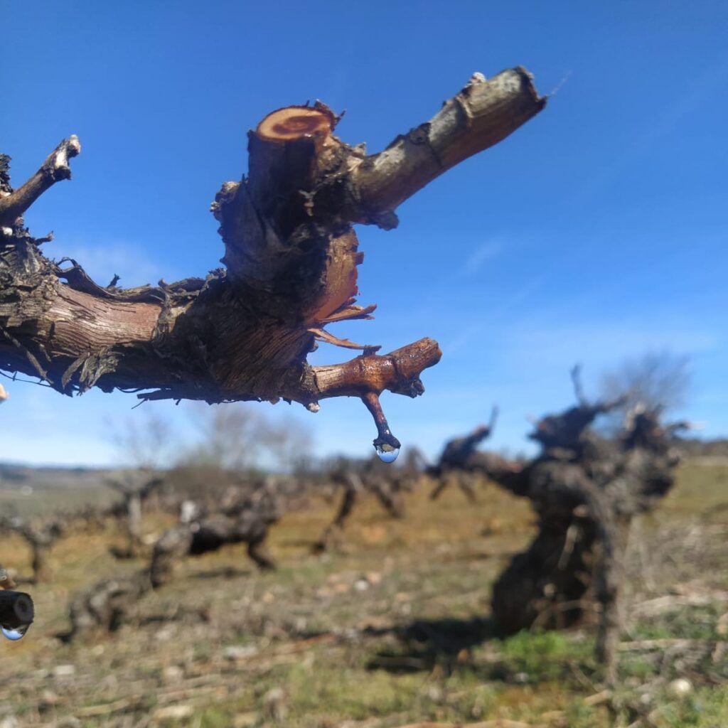 lloro de la vid bodega del abad