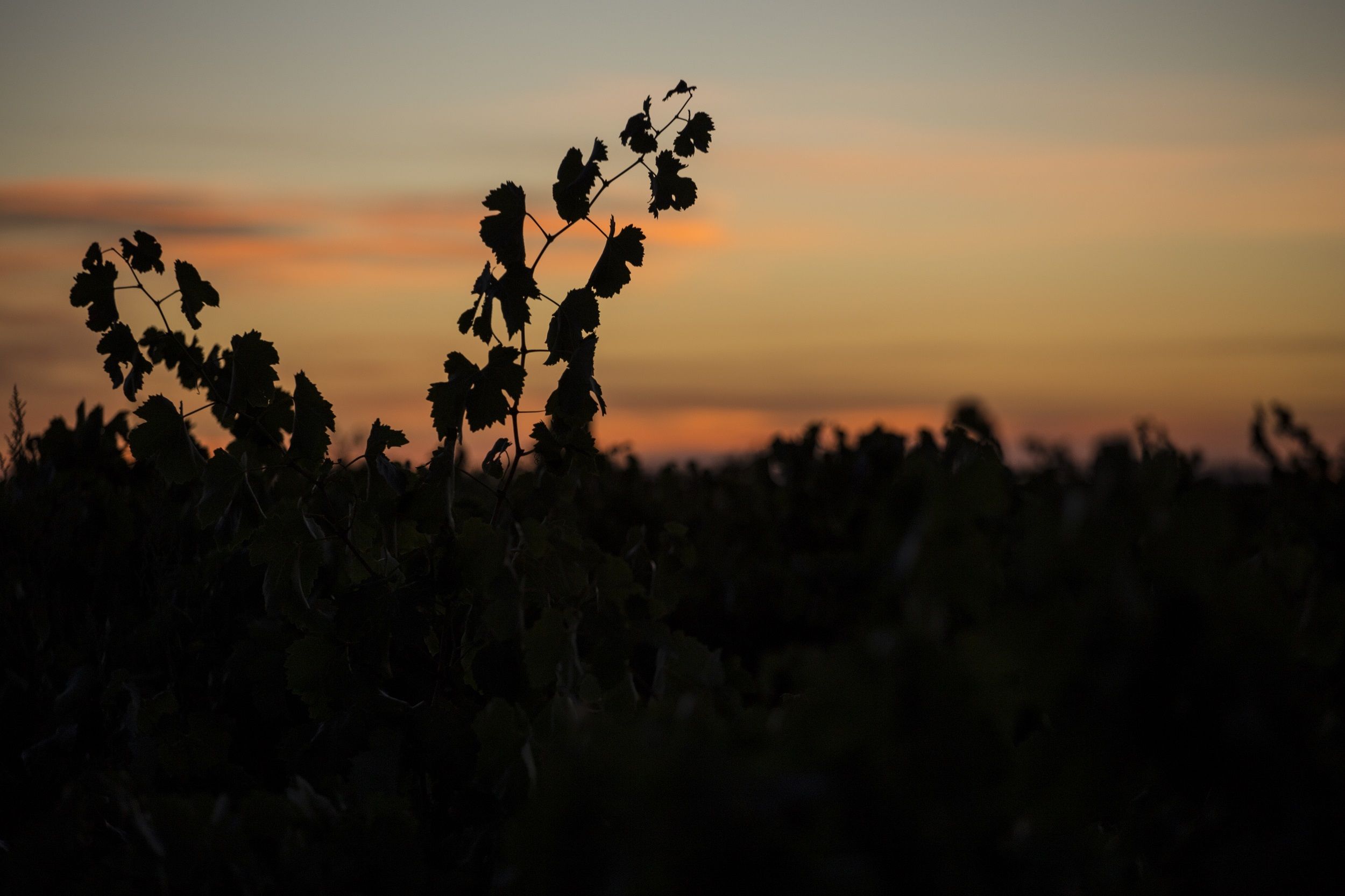 _MG_3479 - copia