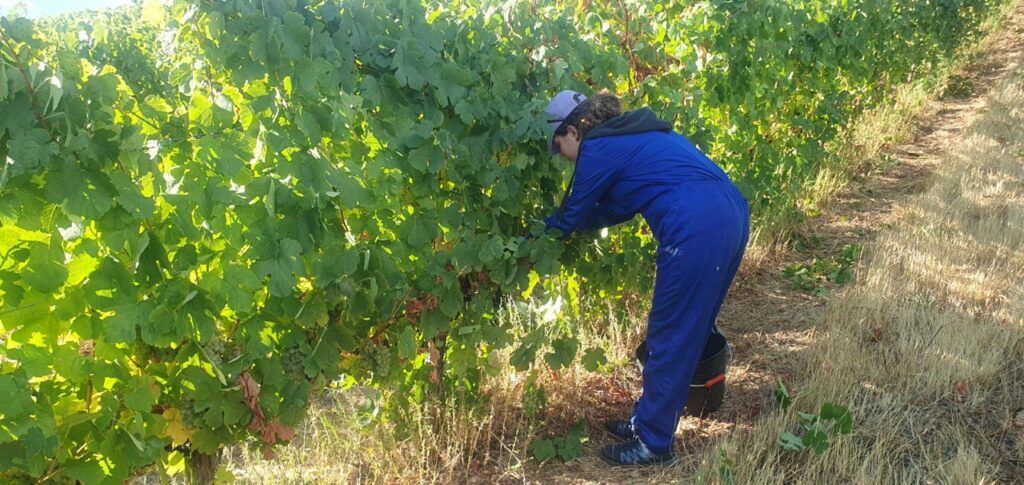 Vendimia Bodega del Abad