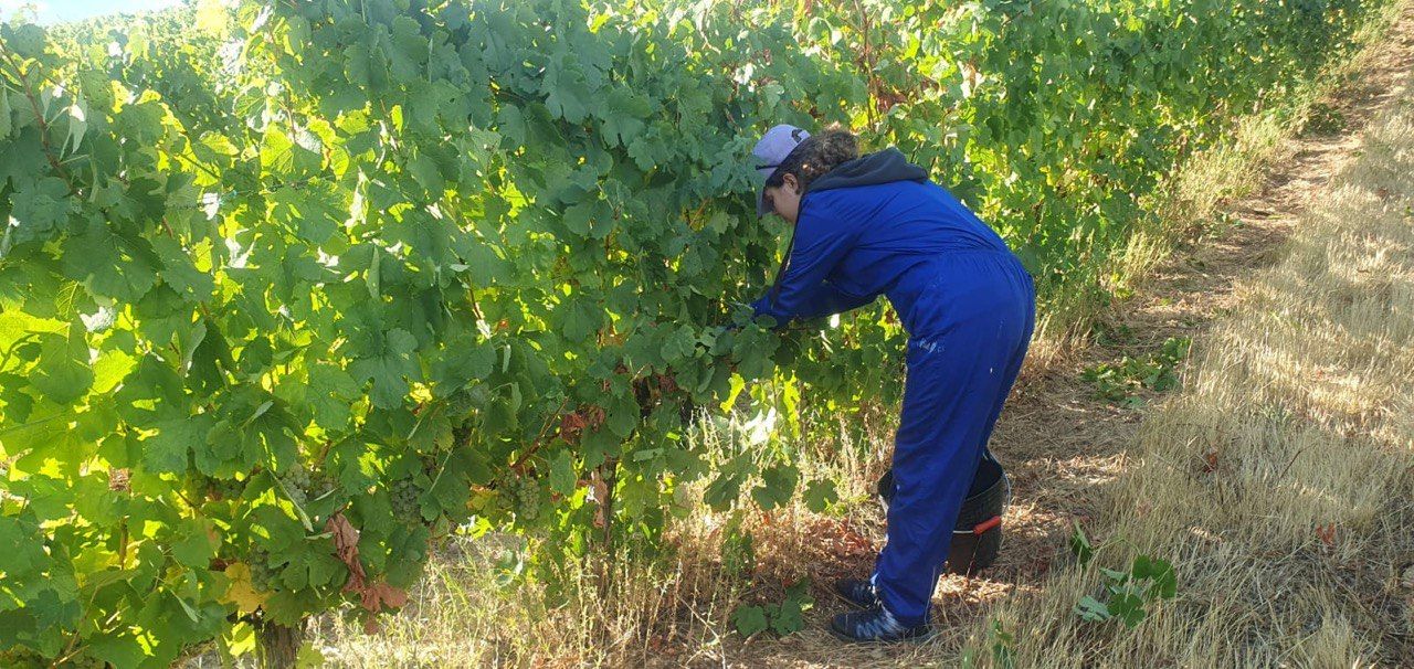 Vendimia Bodega del Abad