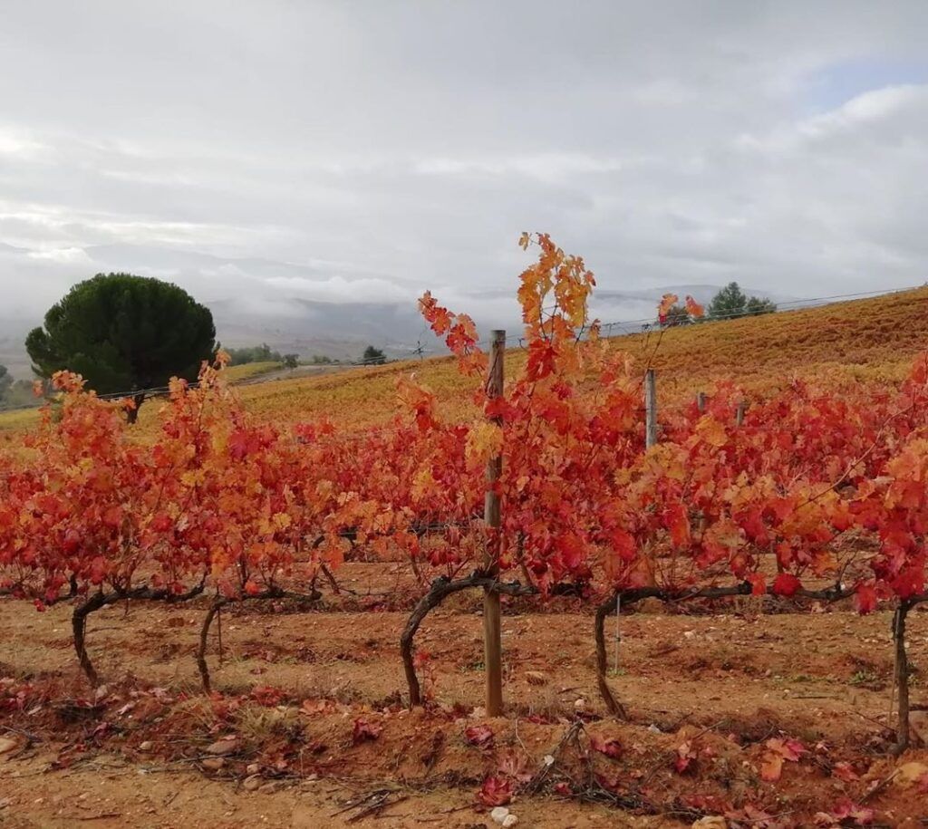 otoño Bodega del Abad_3