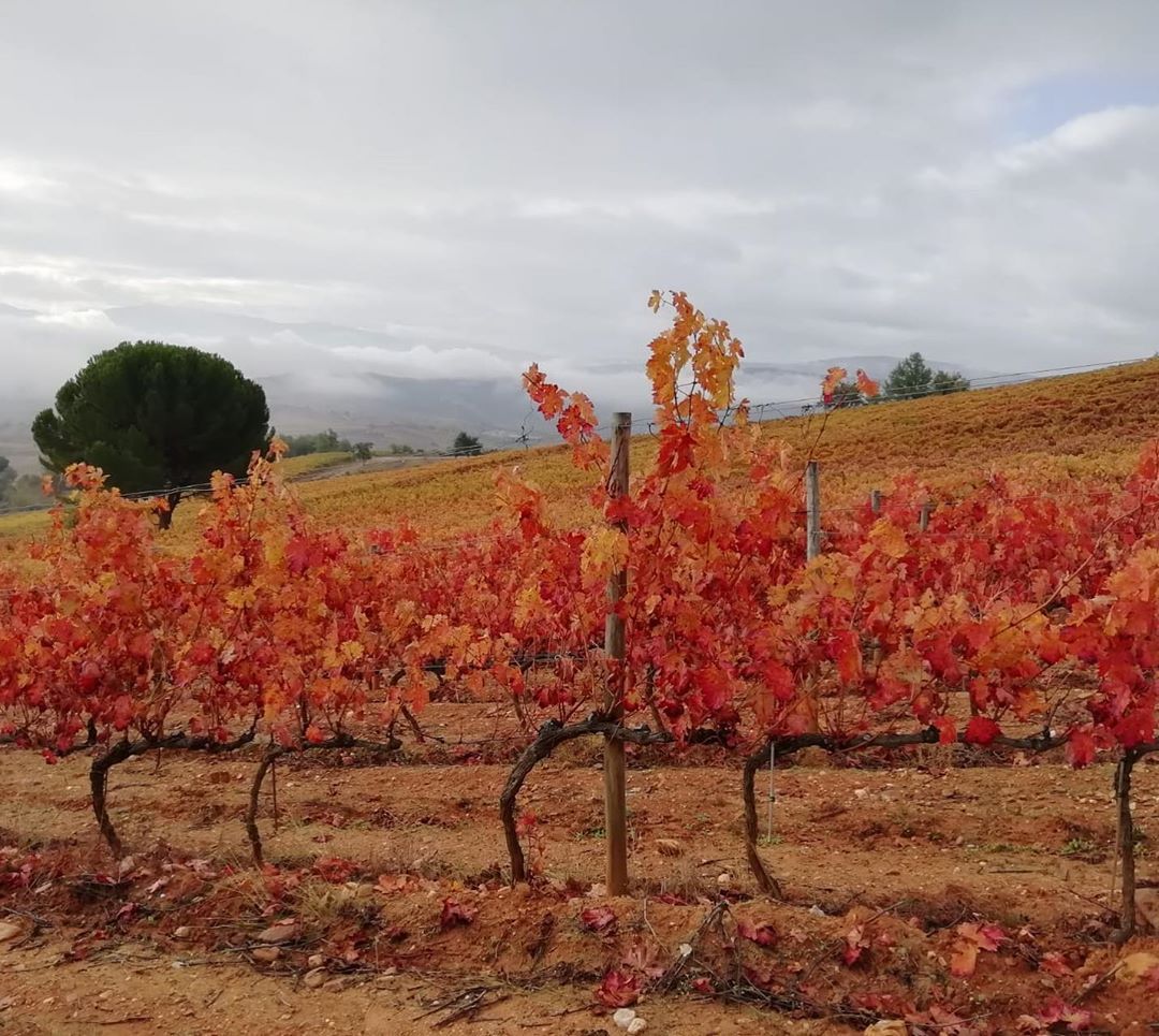 otoño Bodega del Abad_3