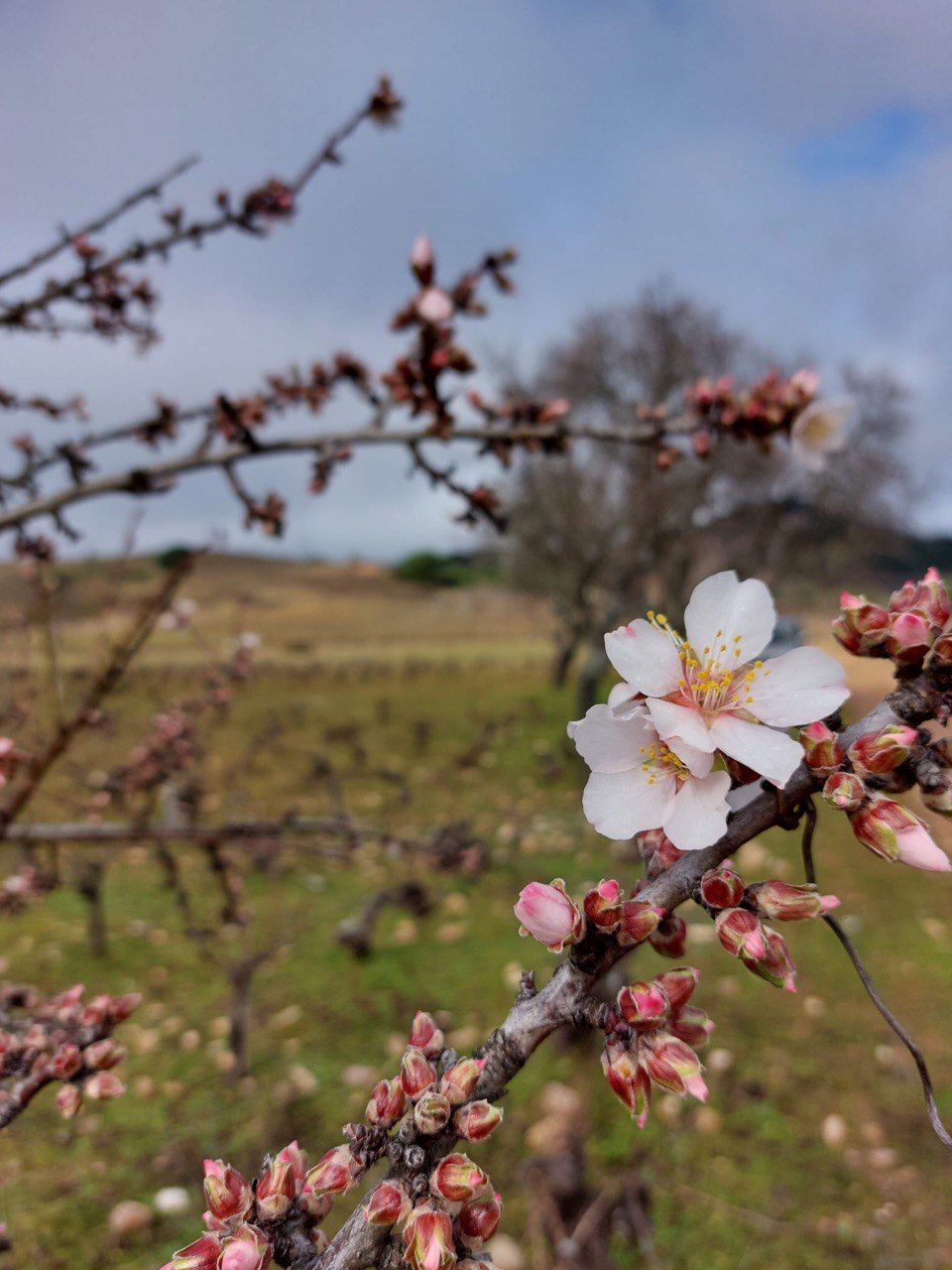 Floración Los Almendros