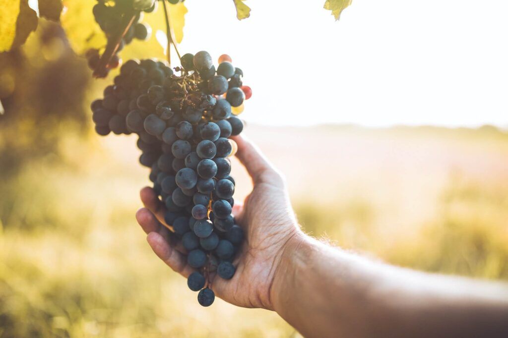 vinos del bierzo mencía