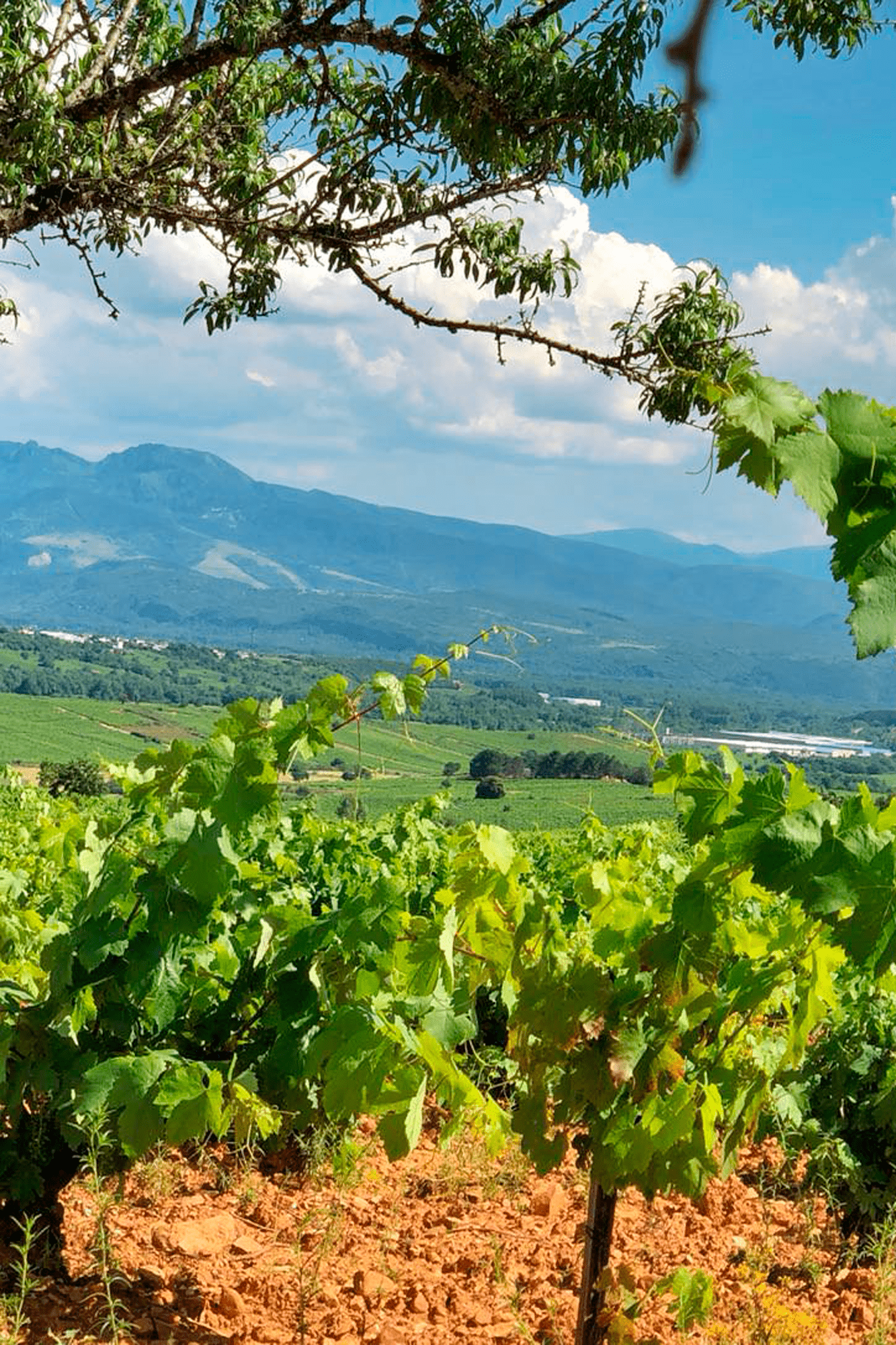 vinos del bierzo bodega del abad