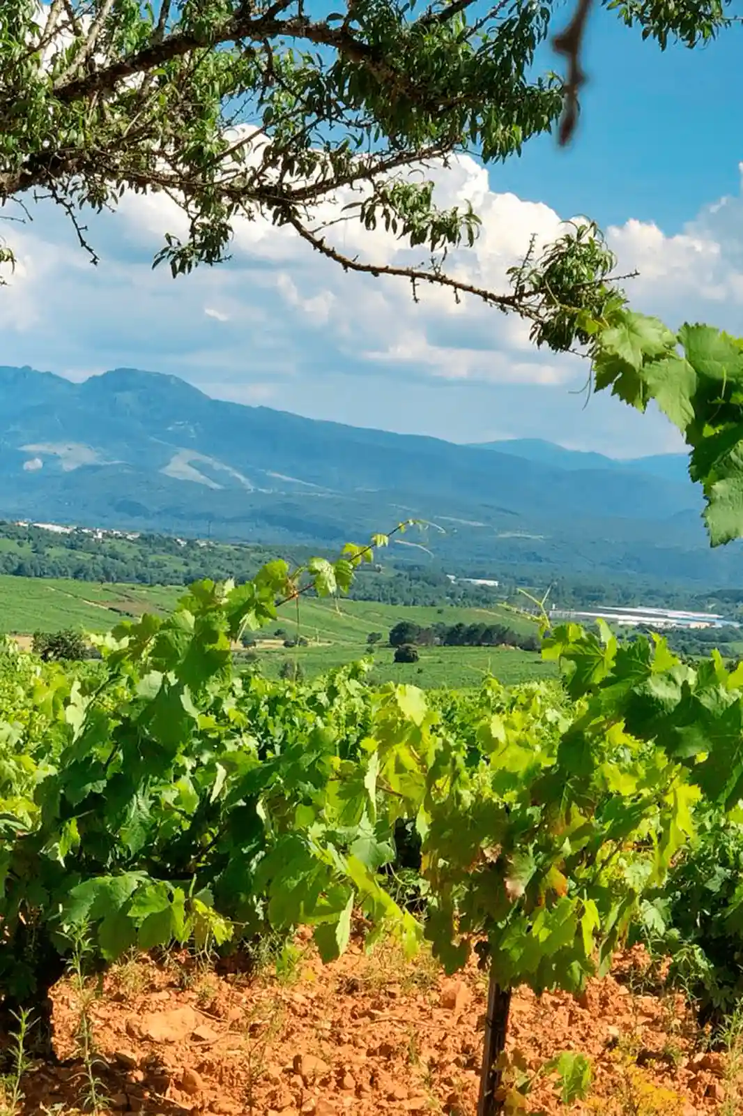vinos del bierzo