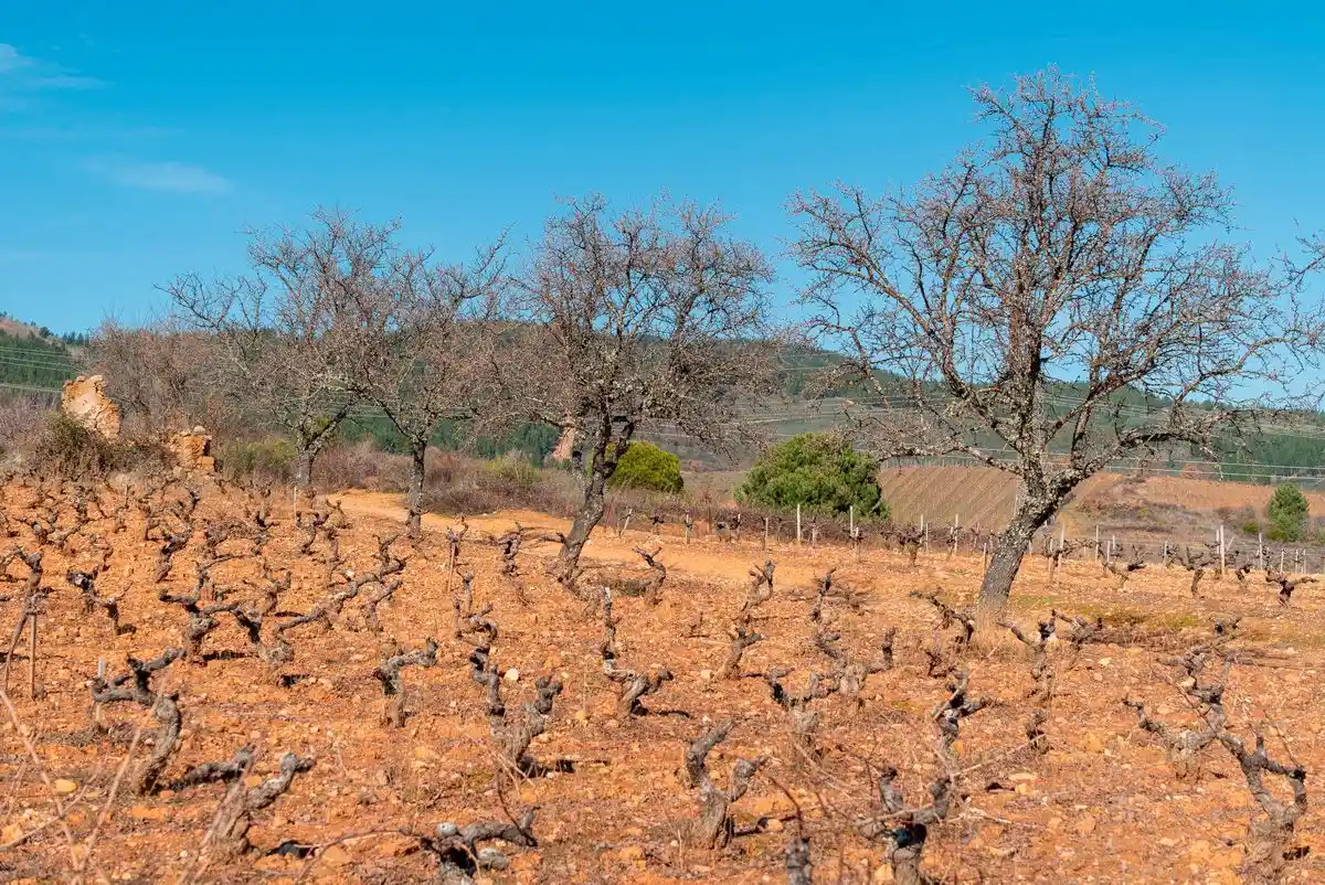 vinos del bierzo